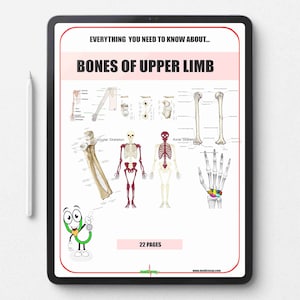 Könnte beinhalten: Ein digitales Tablet zeigt eine medizinische Lehrgrafik mit dem Titel "KNochen des oberen Gliedes". Die Grafik enthält Illustrationen des Skelettbaus mit dem Text "Alles, was Sie wissen müssen..." und "22 Seiten."