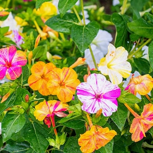Puede incluir: Un grupo de flores dondiego de noche con pétalos vibrantes en tonos rosa brillante, amarillo y blanco, con algunas flores que muestran patrones rayados o jaspeados. Las flores están rodeadas de hojas verdes, frondosas y puntiagudas.