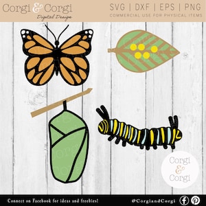 Butterfly Life Cycle Svg- Instant Digital Download - Eieren, Caterpillar, Chrysalis Cut File - DXF PNG EPS gesneden bestanden - Commercieel Gebruik