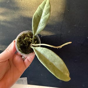May include: A small, clear plastic pot containing a Hoya plant cutting. The plant has two large, oval-shaped, pale green leaves and a long, thin stem. The pot is filled with green moss.
