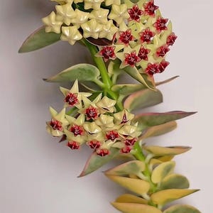 Hoya Crystal - Etsy