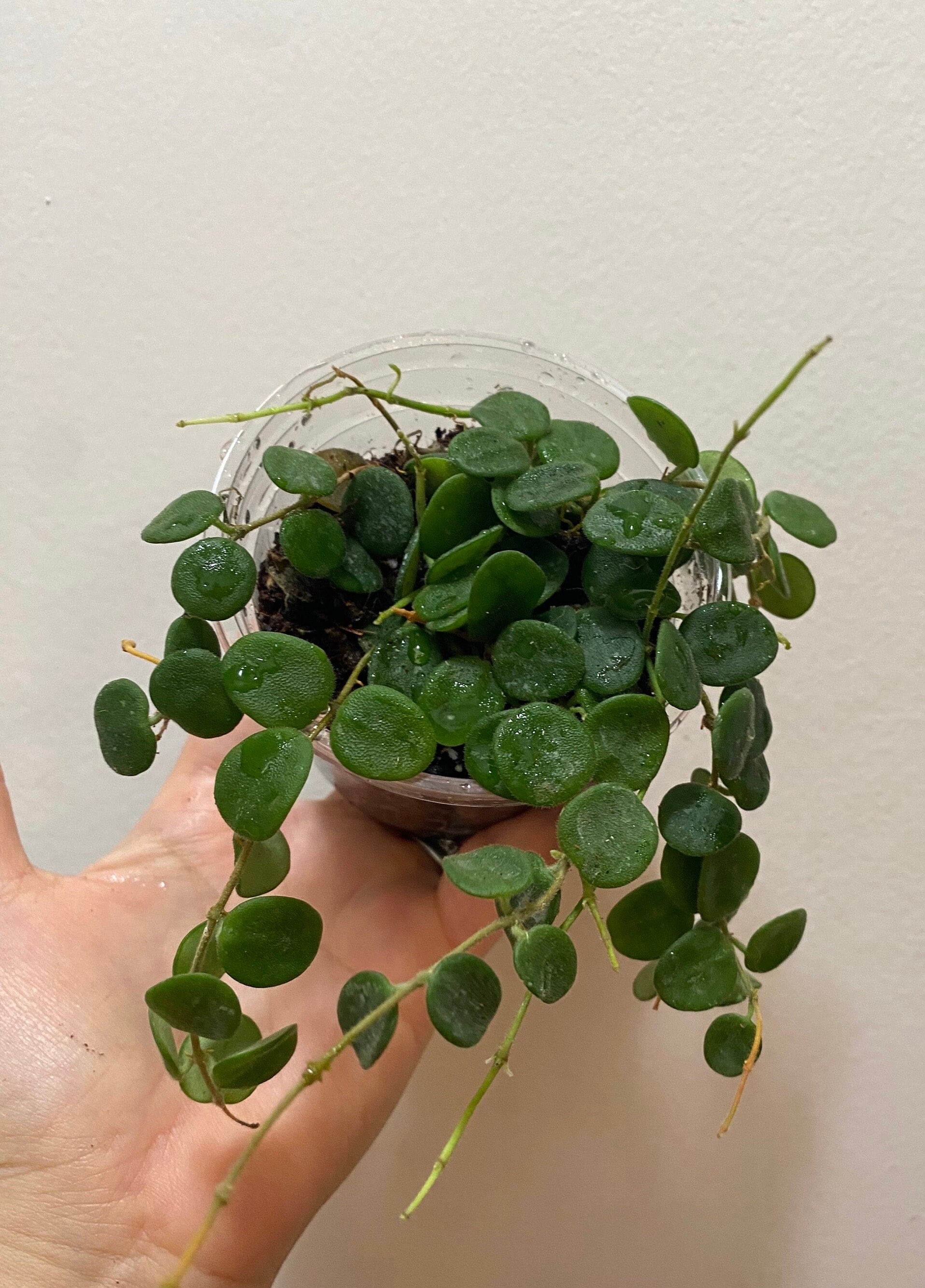 ホヤ hoya serpens セルペンス ロング 3号 吊り ④ Hoya Serpens 3” Pot - Etsy