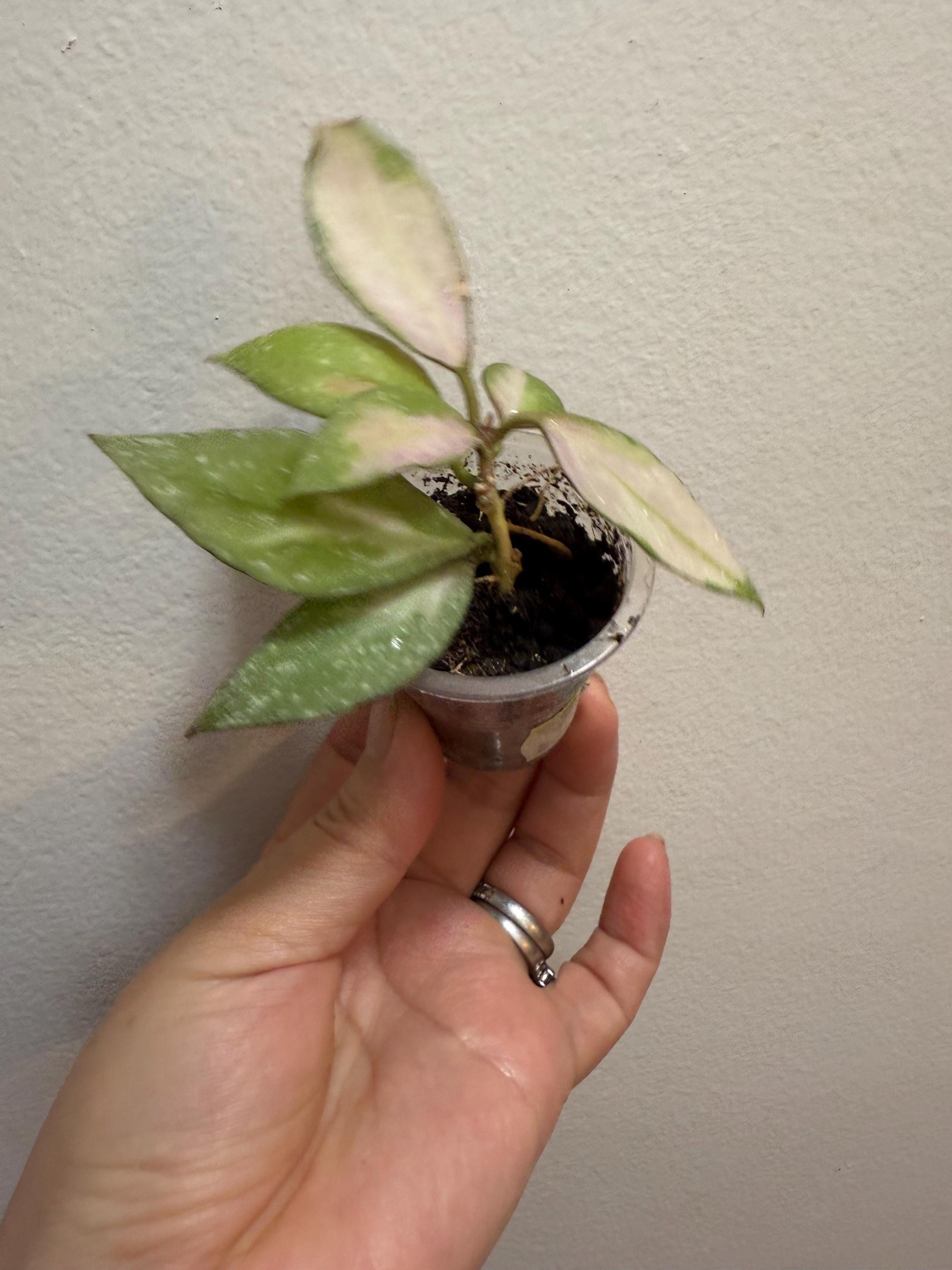US Seller- Hoya Nabawanensis variegated rooted