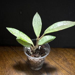 Hoya Wilbur graves silver