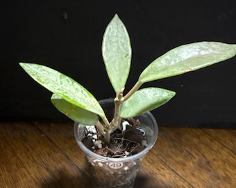 US Seller -very Rare Hoya Wilbur Graves SILVER Fully Rooted
