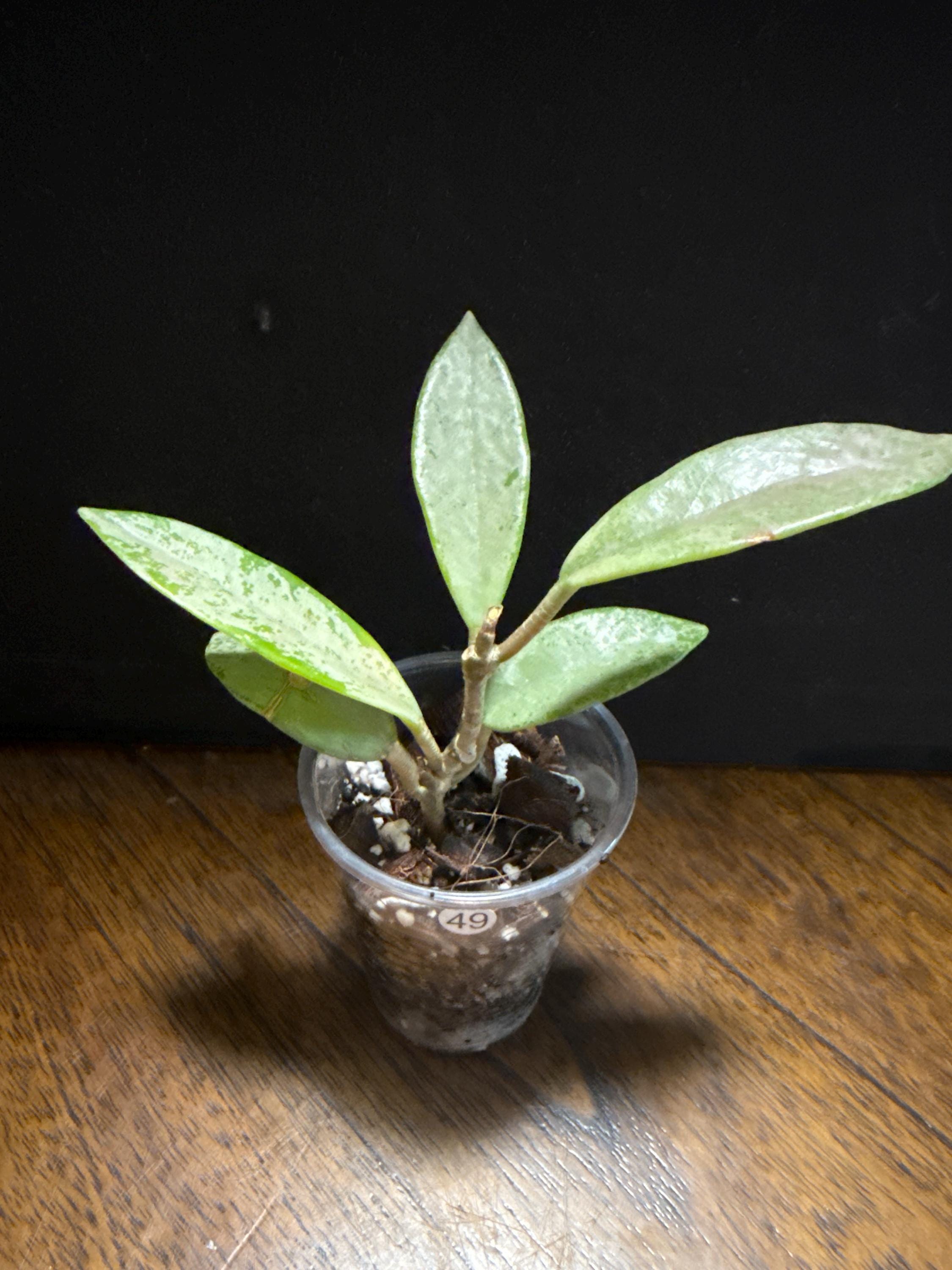 82 ホヤ　'073' ウィルバーグレイブス　フルシルバー　大株 Hoya Wilbur Graves Silver – Curious Plant Killer