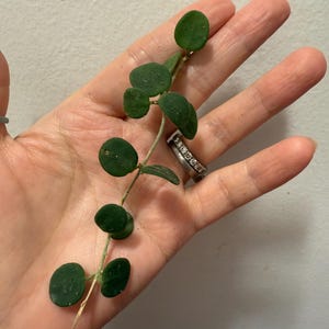 Hoya Serpens unrooted cutting