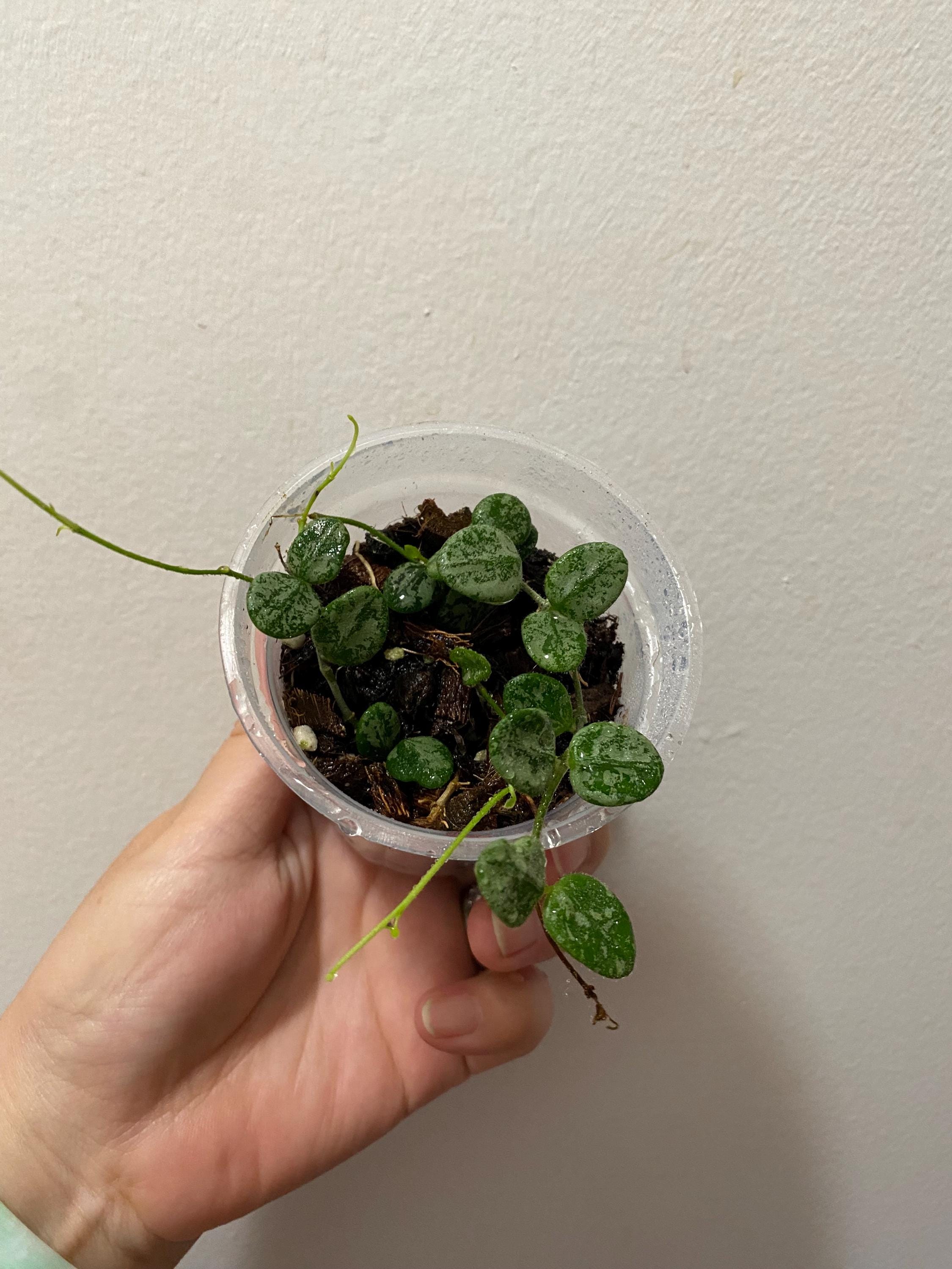 Hoya serpens – Unsolicited Plant Talks