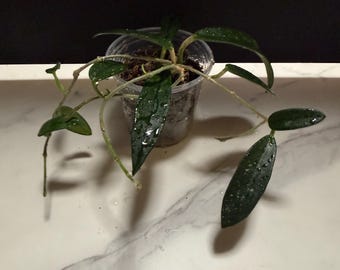Hoya Lyi Noid - Etsy