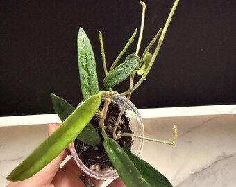 Hoya Lyi Noid - Etsy