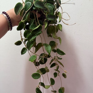 Hoya  Aff Thomsonii Sp epc275 fuzzy leaf pink flower cutting