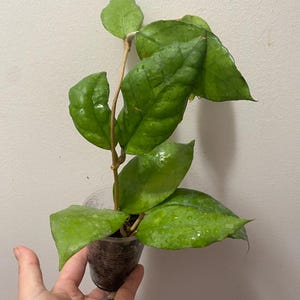 Hoya cardiophylla