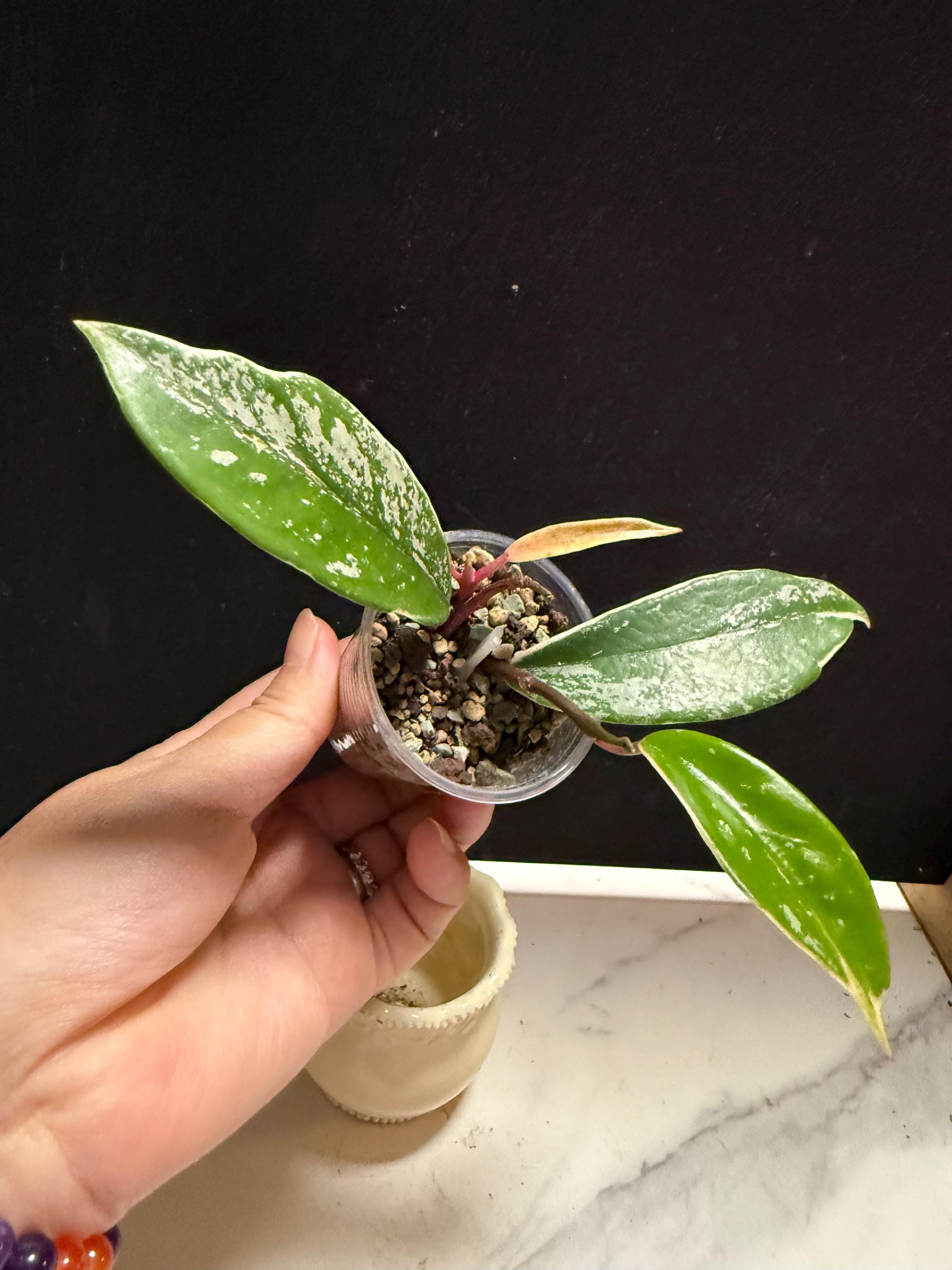 Hoya Pubicalyx Albo Splash - Etsy