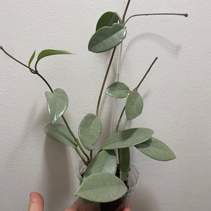 Hoya Wilbur graves silver fresh cutting