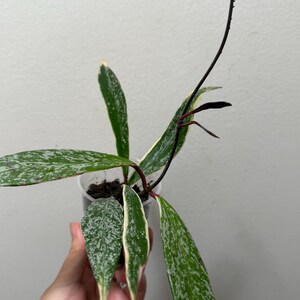 Hoya Pubicalyx RHP Outer Variegated Splash| Hoya Pubicalyx 'royal