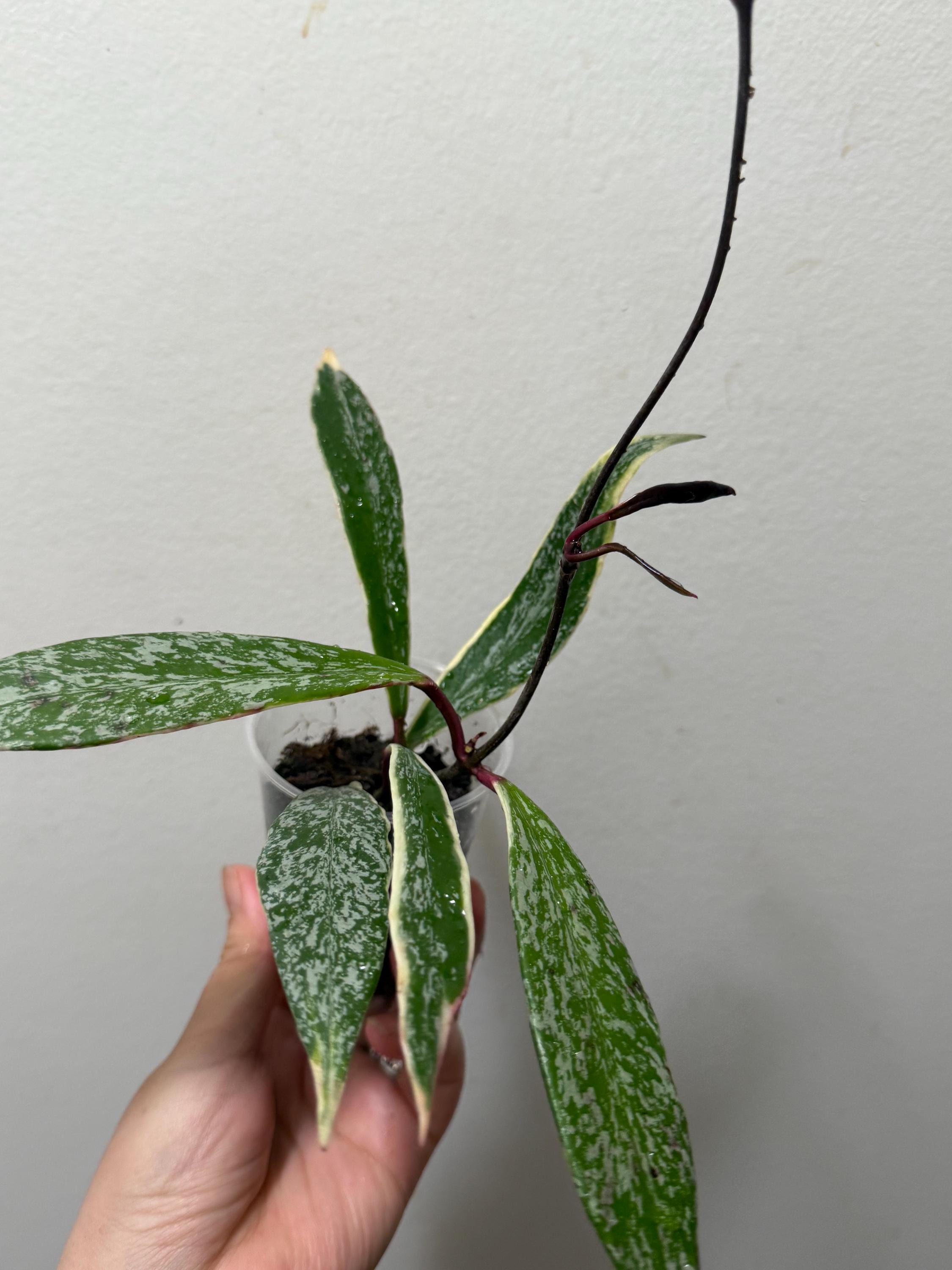 Hoya Pubicalyx RHP Outer Variegated Splash| Hoya Pubicalyx 'royal