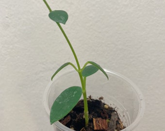 Hoya Lithophytica
