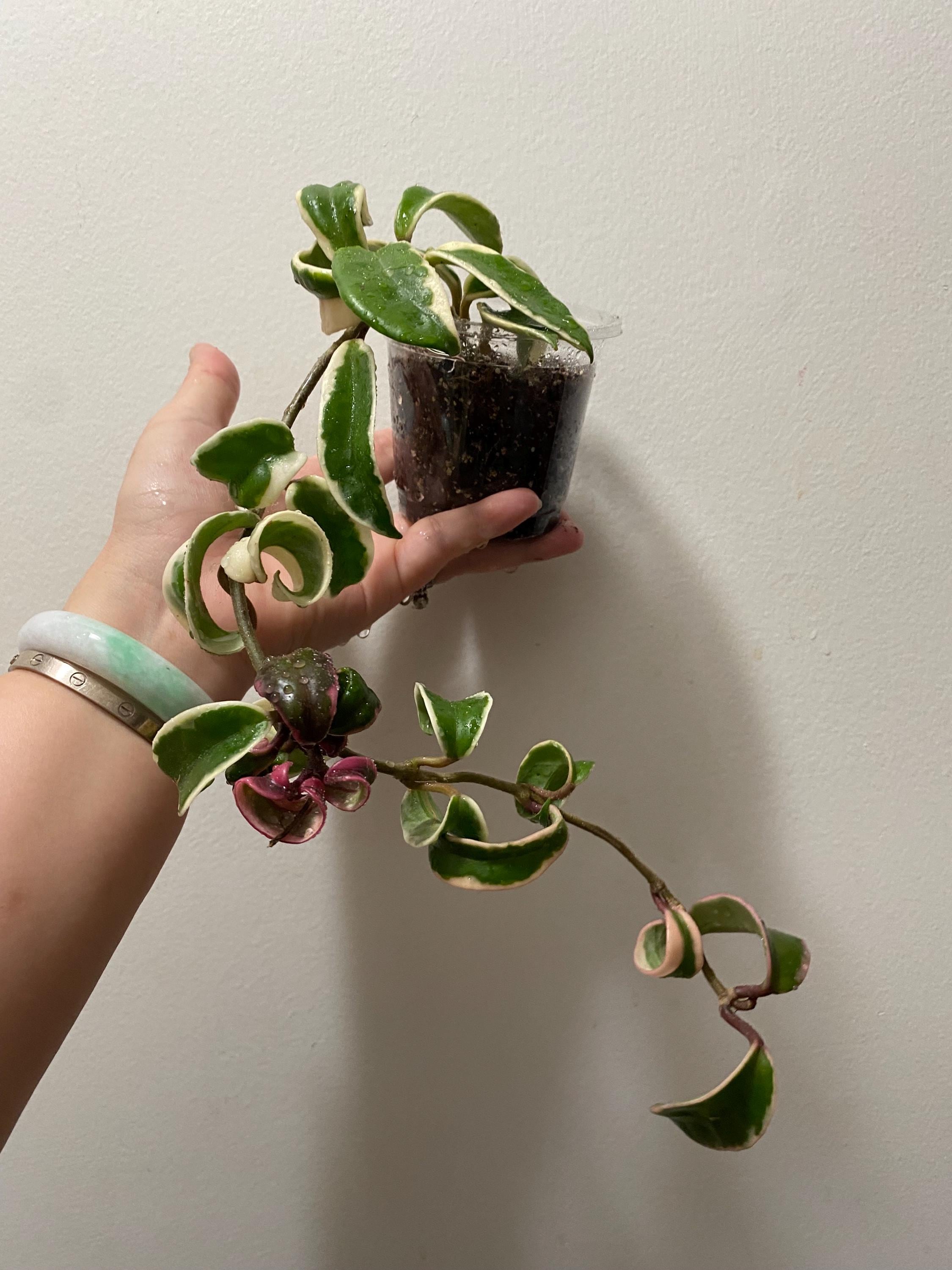 Hoya Carnosa Mariana - Etsy