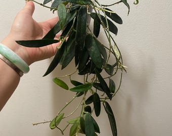 49 ＊ホヤ ＊ Hoya ＊ latifolia ＊ silver leaf Hoya Latifolia Silver – Hoya Cuttings