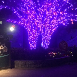 purple light tree