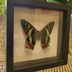 Urania Rhipheus/Sunset Moth/Madagascar Day Flying Moth-Spread, Mounted and Framed