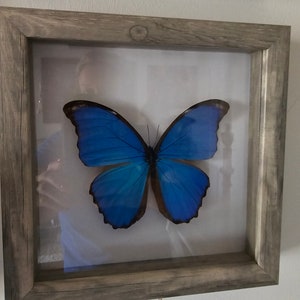 Blue Morpho didius-spread, mounted and framed