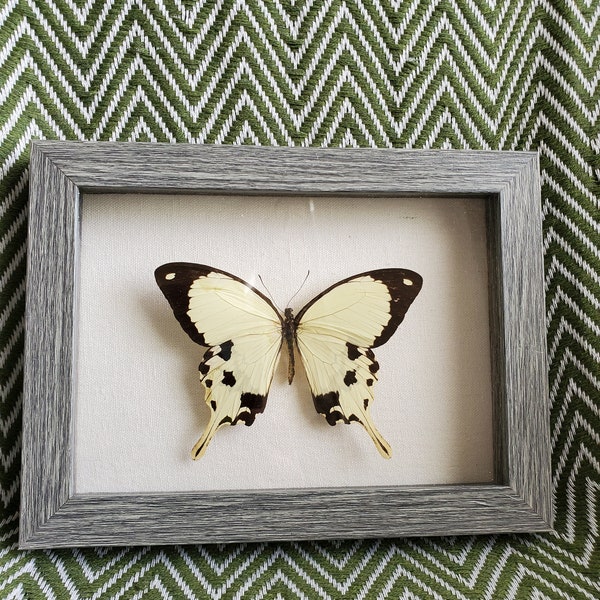 Papilio dardanus-Framed taxidermy artwork