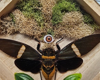 Tosena Albata Cicada Display, Wooden Shadowbox Art