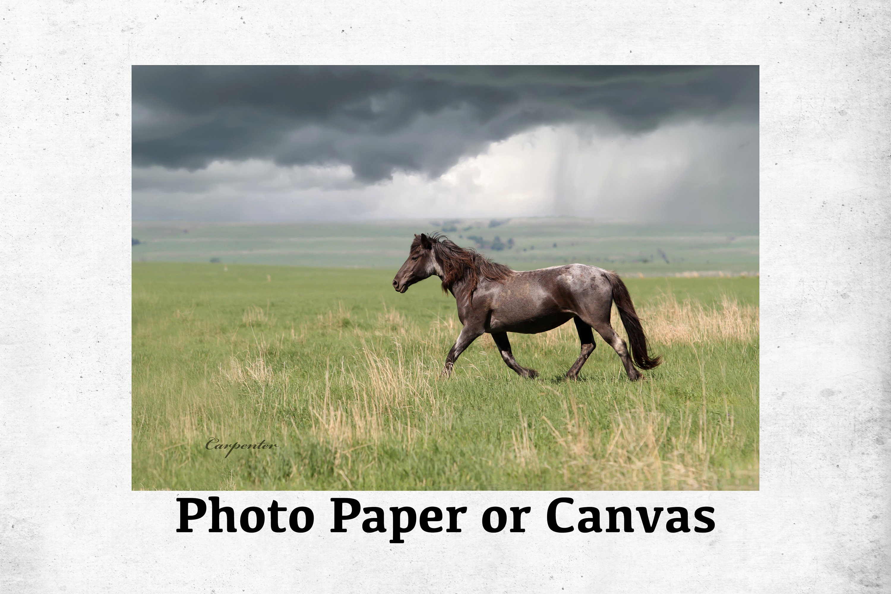 Wild Mustang Horse - Canvas Wall Art - Gallery Wrap Canvas - Wild Horse Photo Print Decor