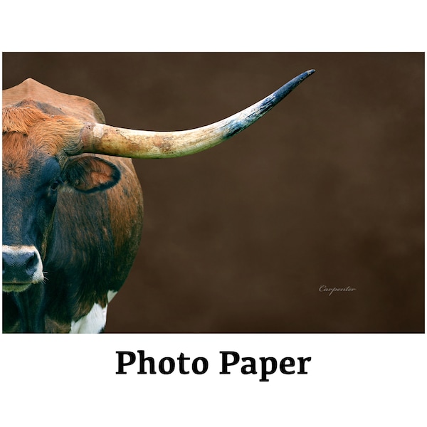 Longhorn Photography, Texas Longhorn Cow Wall Art, Longhorn Print, Farmhouse Decor, Satin Longhorn Photo Print