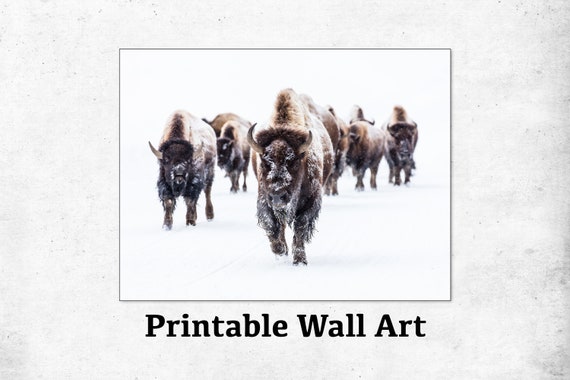 Buffalo Print, In Snow, Black and White, Printable Wall Art, Digital Print, Buffalo Photo, Bison Wall Art, Printable Wall Art, Download