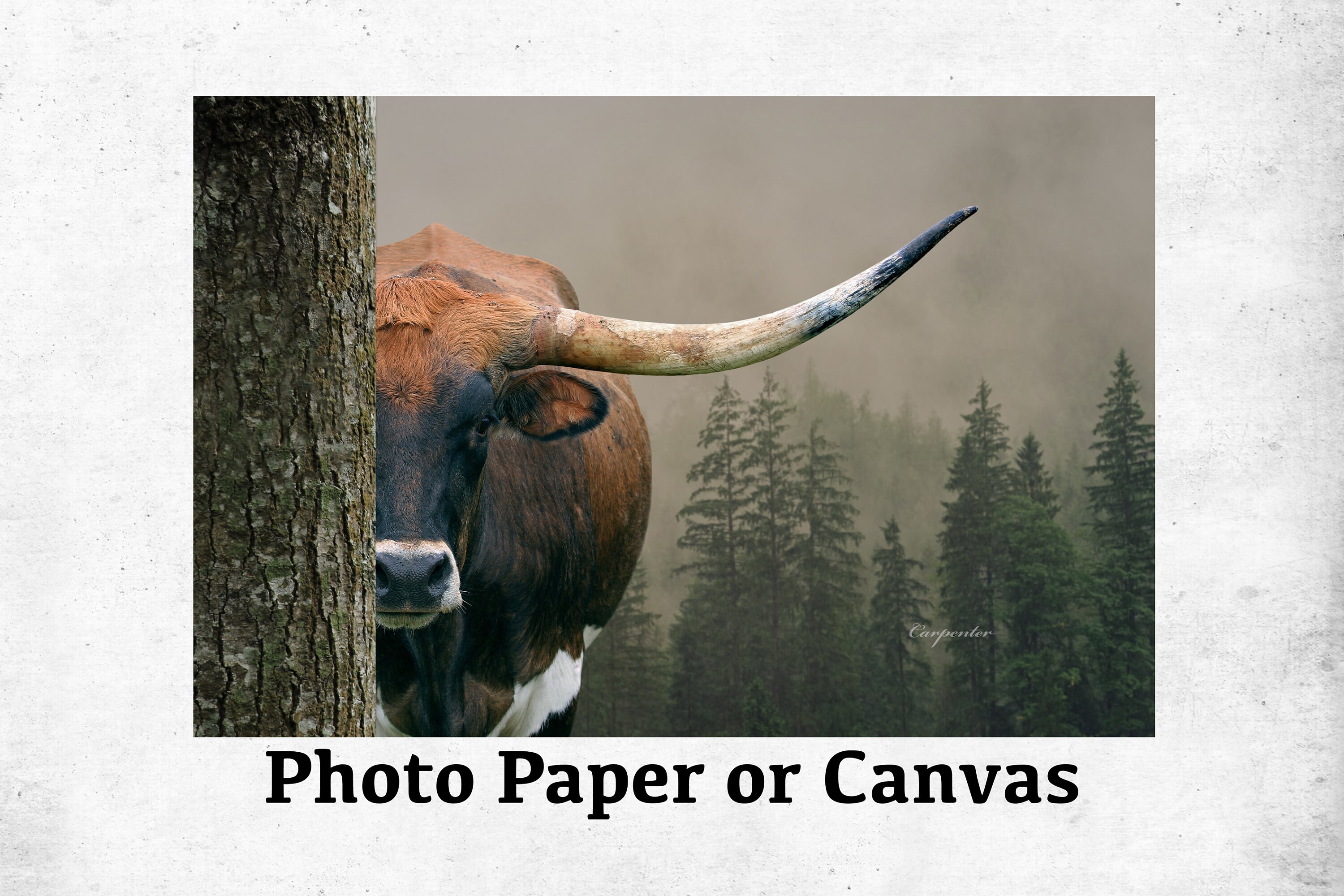 Longhorn Cow Print, Longhorn Cow Canvas, Wall Art, Longhorn Cow Decor, Country, Farmhouse Decor Farm Wall Art