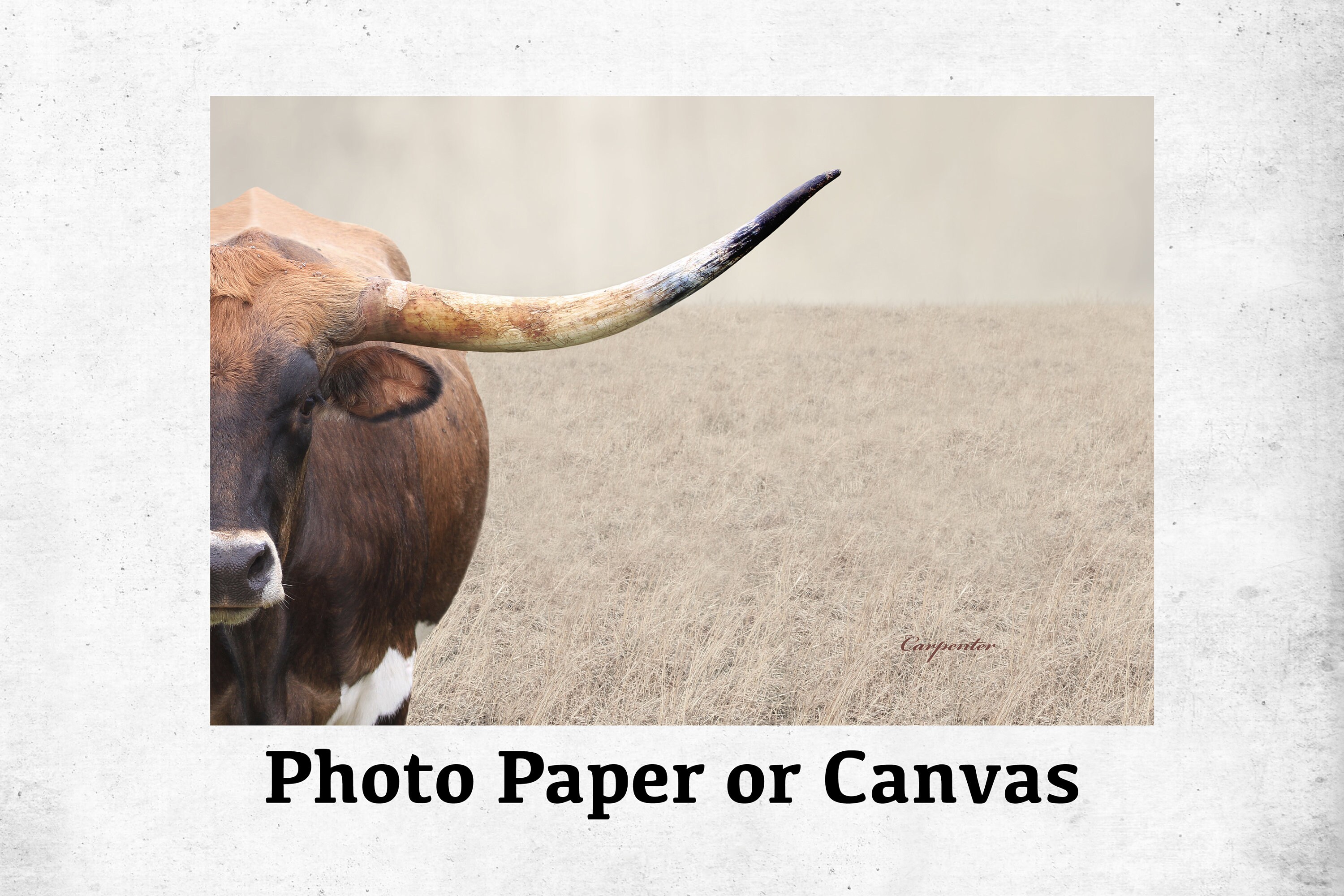 Longhorn Cow Wall Art, Longhorn Canvas, Gallery Wrap Canvas, Longhorn Print, Longhorn Decor, Country, Farmhouse Decor, Cowboy Decor