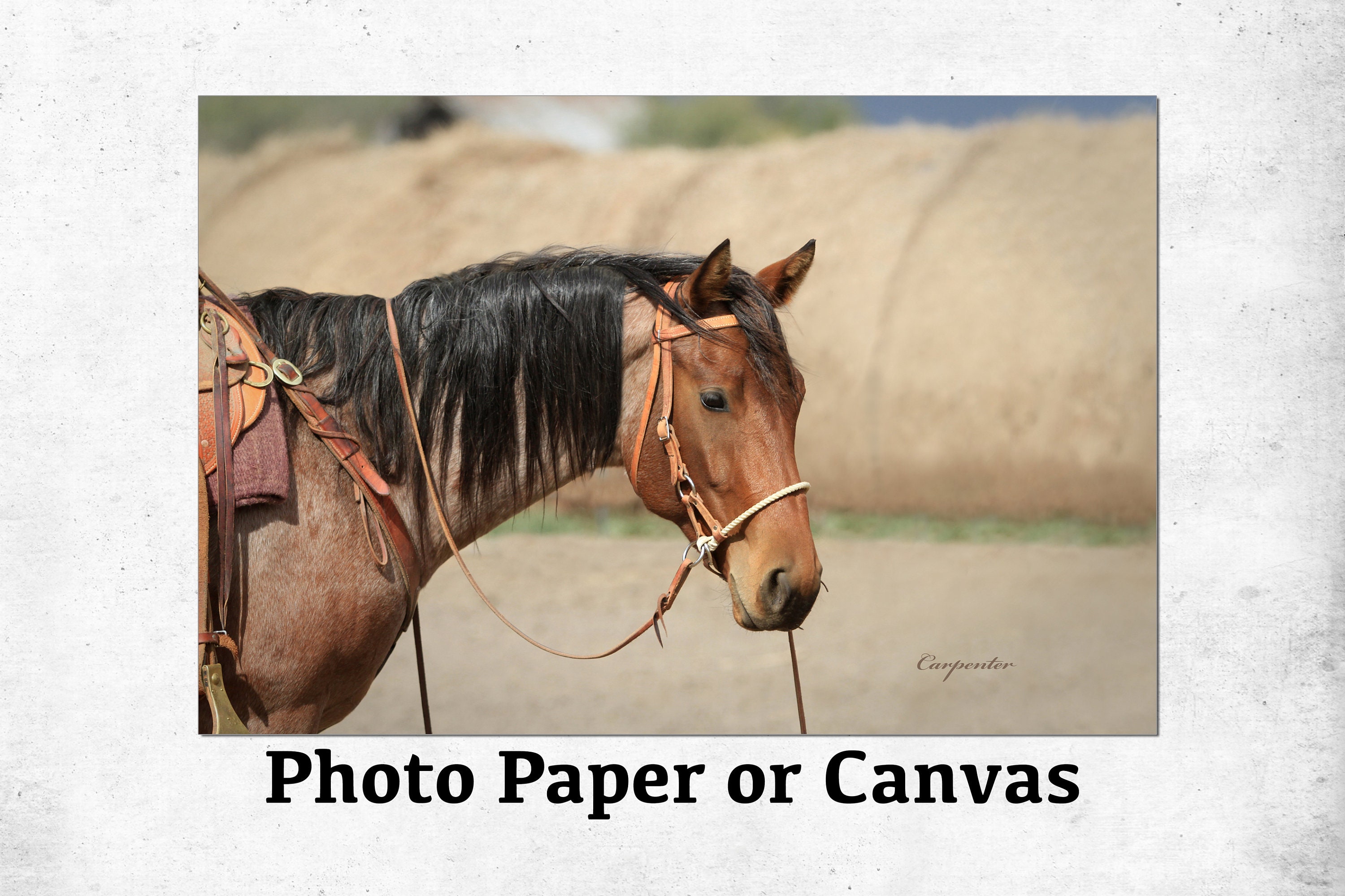 Horse Wall Art, Ranch Horse, Canvas Wall Art, Horse Gallery Wrap Canvas, Photo Print, Cowboy Decor, Farmhouse Decor