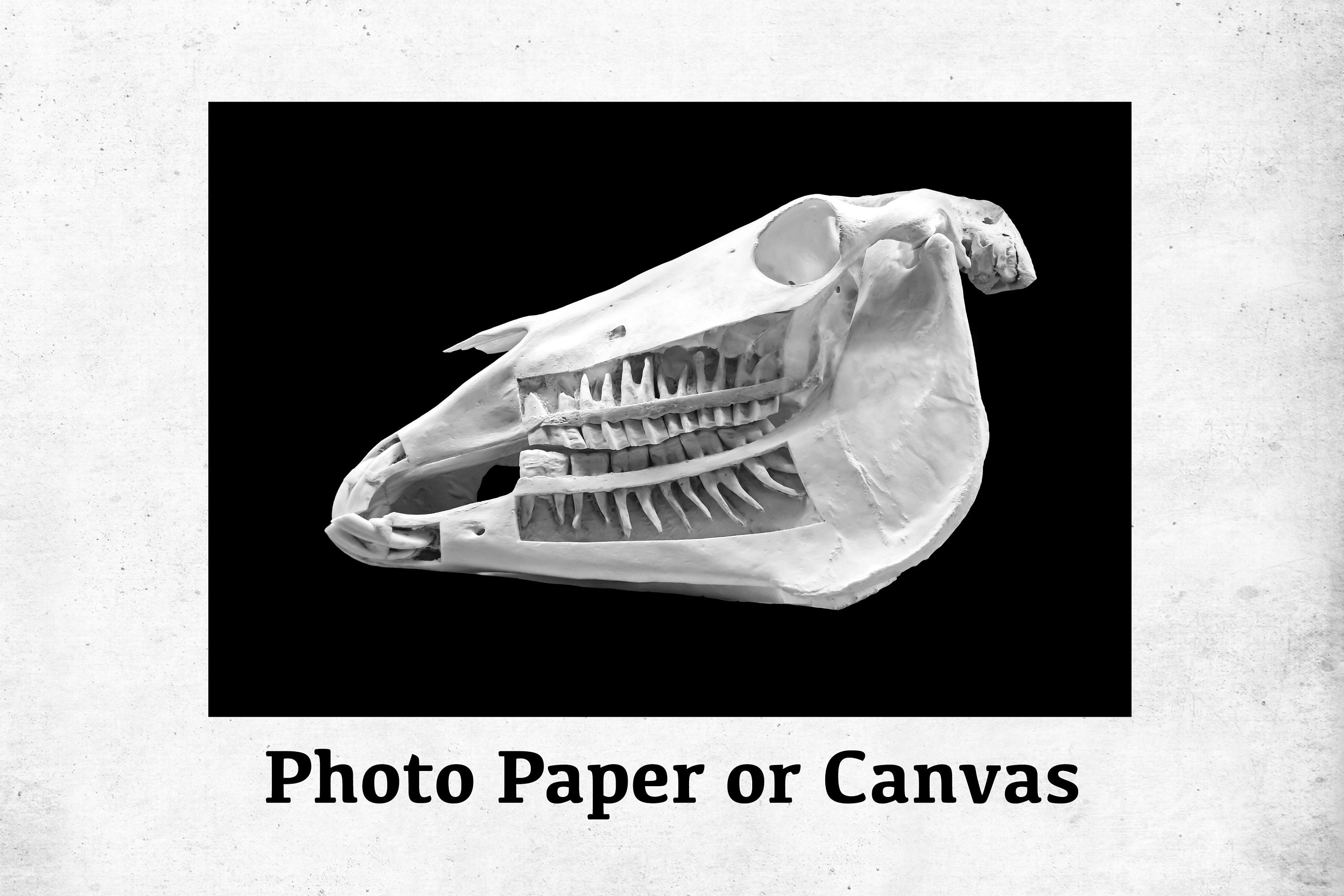 Horse Teeth Skull Diagram, Cutout, Showing Embedded Teeth, Canvas Wrap, Wall Art, Fine Art Photo Print