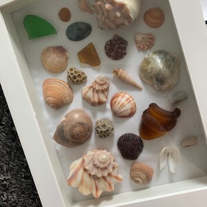 Seashell Decor Shadow Box II
