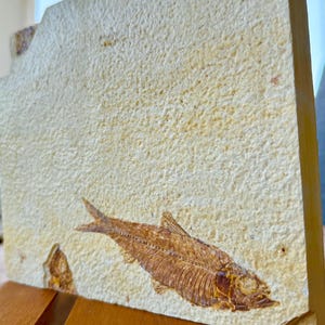 Op de afbeelding: Een gefossiliseerd vissenskelet is ingebed in een lichtbeige steen. De skeletstructuur van de vis is donkerbruin, met zichtbare ribben, ruggengraat en vinnen. De steen heeft een ruw, getextureerd oppervlak.