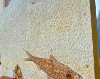 小型ナイティア魚の化石、グリーンリバー層、始新世、ワイオミング州