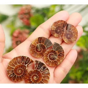 Par de fósiles de amonita pulidos – Gema de amonita fósil natural al por mayor