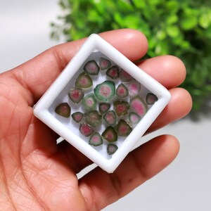 May include: A collection of watermelon tourmaline slices displayed in a white square frame. The slices showcase a vibrant mix of pink, green, and clear colors. The frame is held in a hand, with a blurred green background.