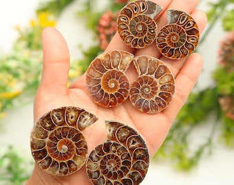 Natural Ammonite Fossil Pair Handmade Polished Cabochon Jewelry Making Stone
