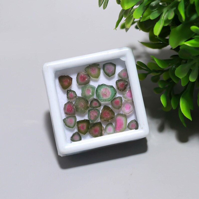 May include: A collection of watermelon tourmaline slices displayed in a white square container. The gemstones feature a mix of pink, green, and brown colors. The container is set against a neutral background with green foliage in the upper right corner.
