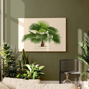 Palm - Livistona chinensis - Museum quality poster