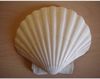 Seashell 1