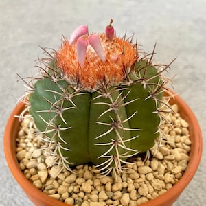 Melocactus matanzanus - 20 cactus seeds