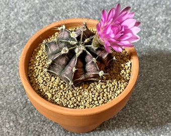 Gymnocalycium Pugionacanthum / 10 Seeds - Etsy Ireland
