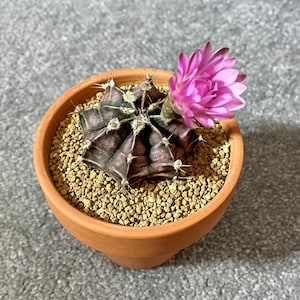 Gymnocalycium friedrichii - 20 cactus seeds