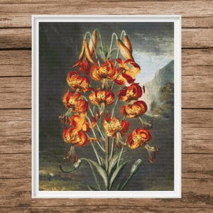 May include: A vintage botanical illustration of a cluster of orange and yellow lilies with green stems and leaves against a dark gray background.