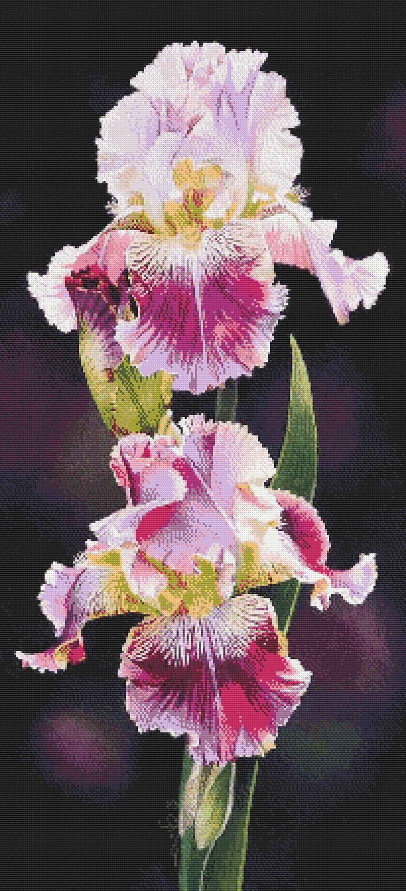 Pink Iris Counted Cross Stitch Pattern Flowers Instant Etsy