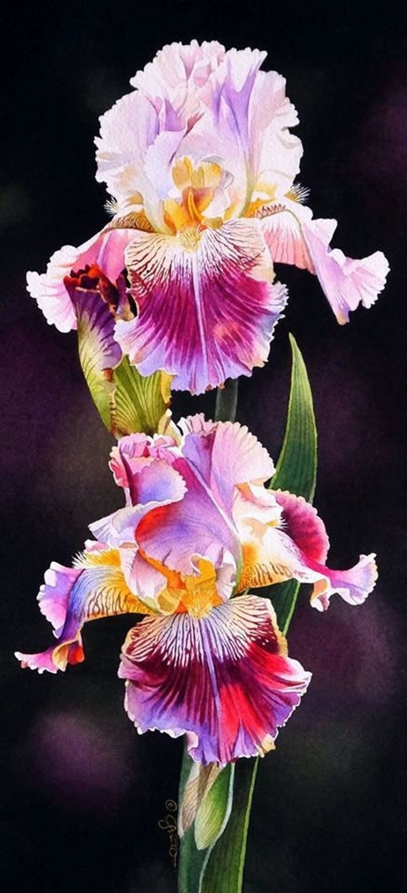 Pink Iris Counted Cross Stitch Pattern Flowers Instant Etsy